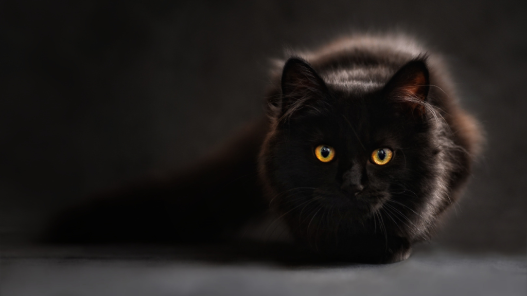 Zdjęcie czarnego kota — symbolika tajemnicy i duchowej ochrony