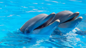 Zdjęcie delfina — symbolika radości i duchowej harmonii
