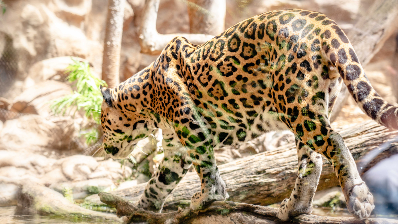 Zdjęcie jaguara — symbolika mocy i duchowej władzy