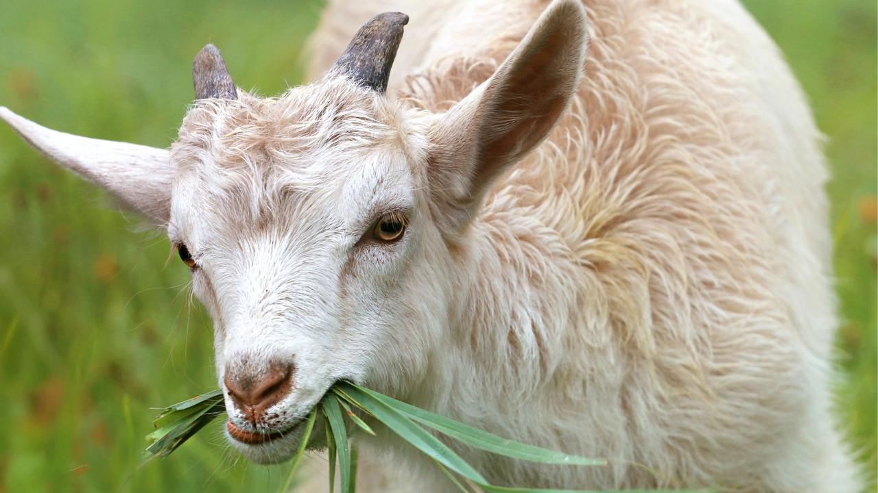 Zdjęcie kozy — symbolika wytrwałości i zrównoważenia