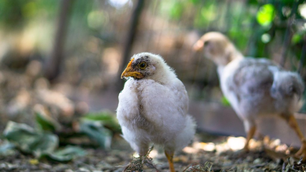 Zdjęcie kurczaka — symbolika początku i nadziei