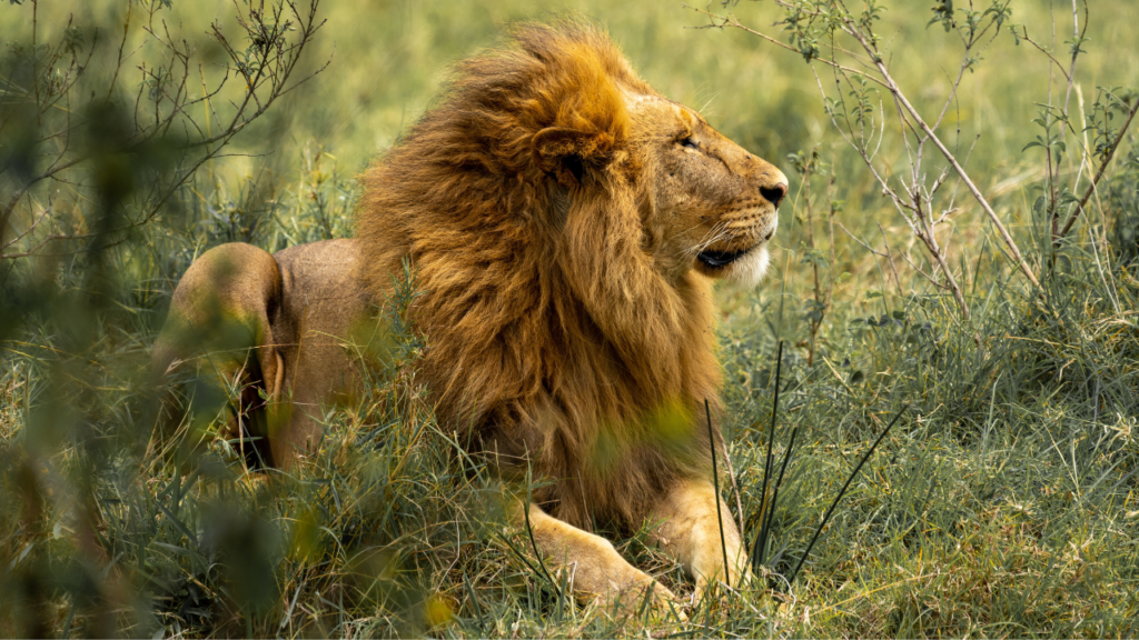 Zdjęcie lwa — symbolika siły i władzy