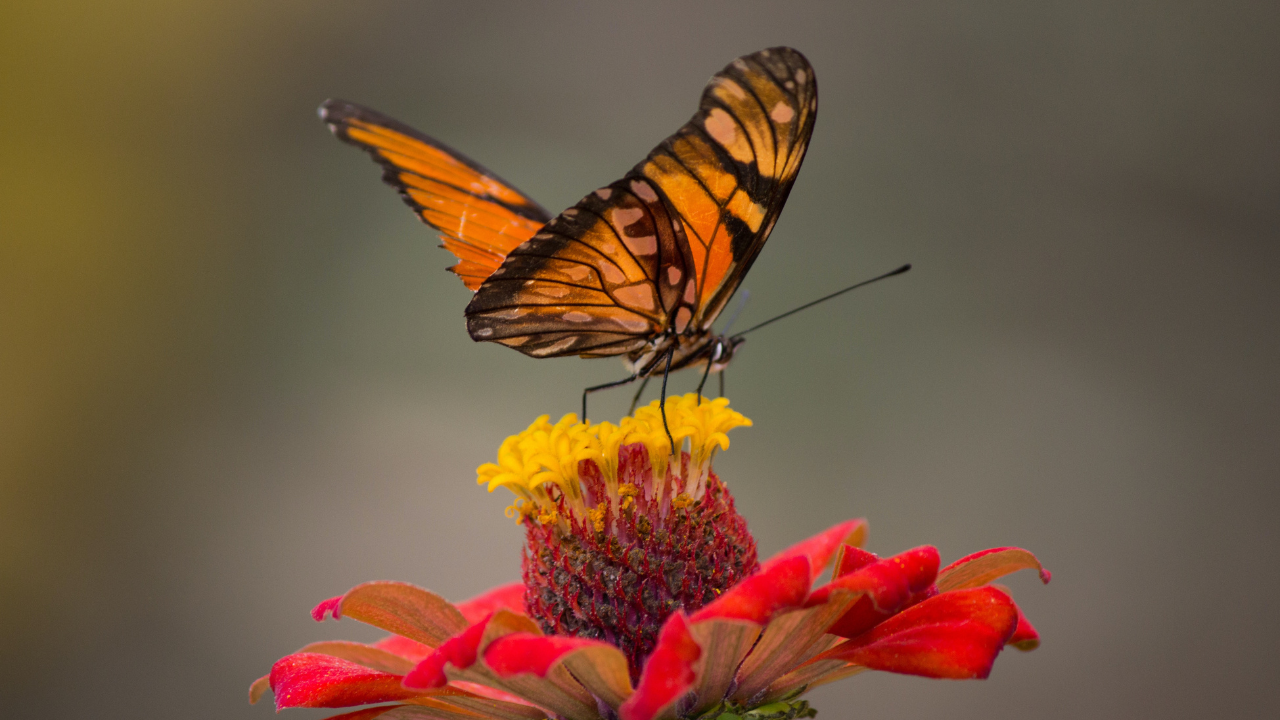 Zdjęcie motyla — symbolika transformacji i duchowej przemiany