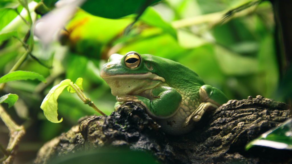 Zdjęcie żaby — symbolika transformacji i duchowego odkrywania