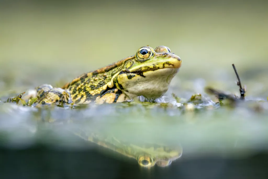 Zdjęcie przedstawiające żabę — symbolika i znaczenie duchowego zwierzęcia